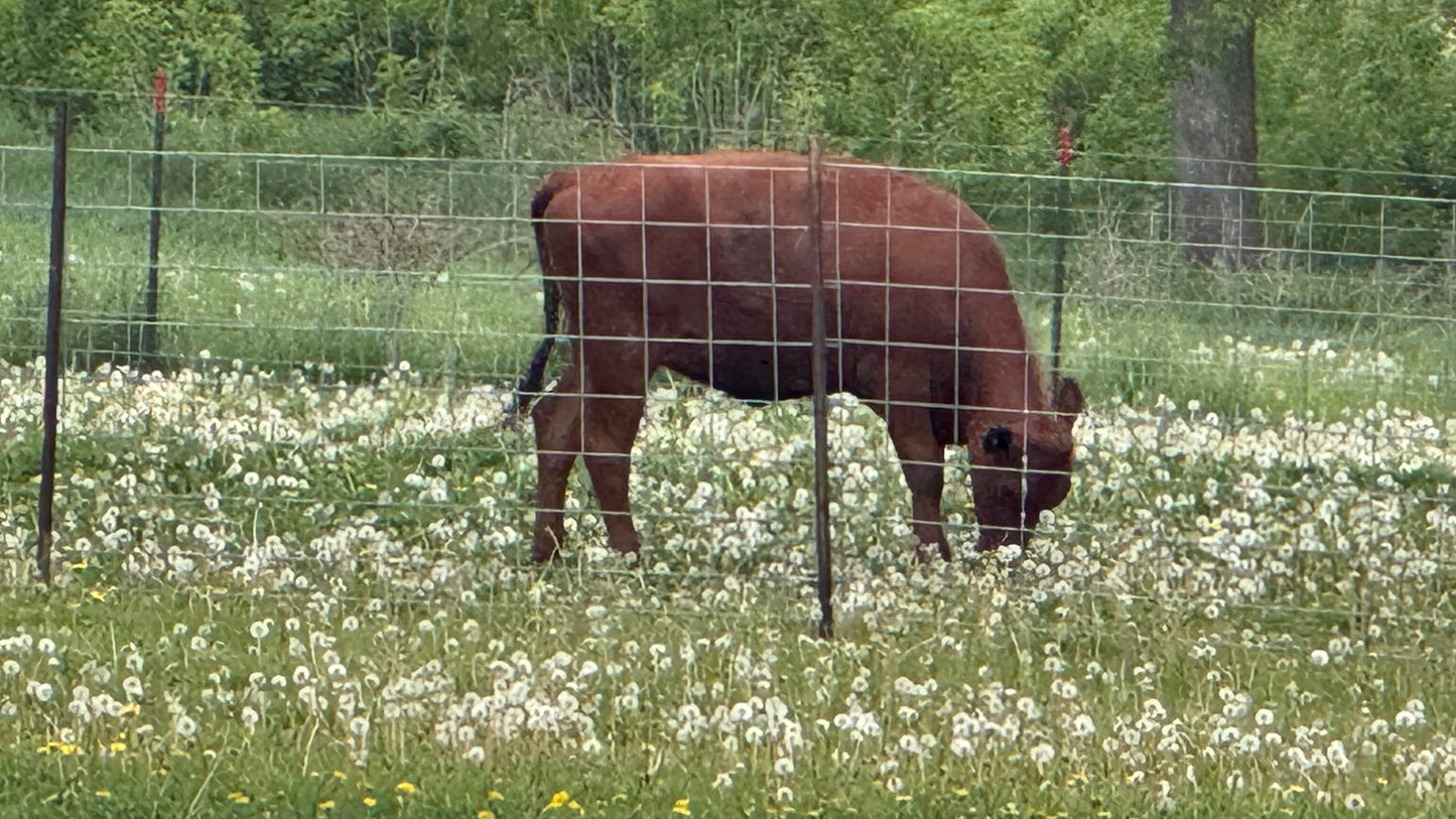 Grass Fed 1/4 Beef