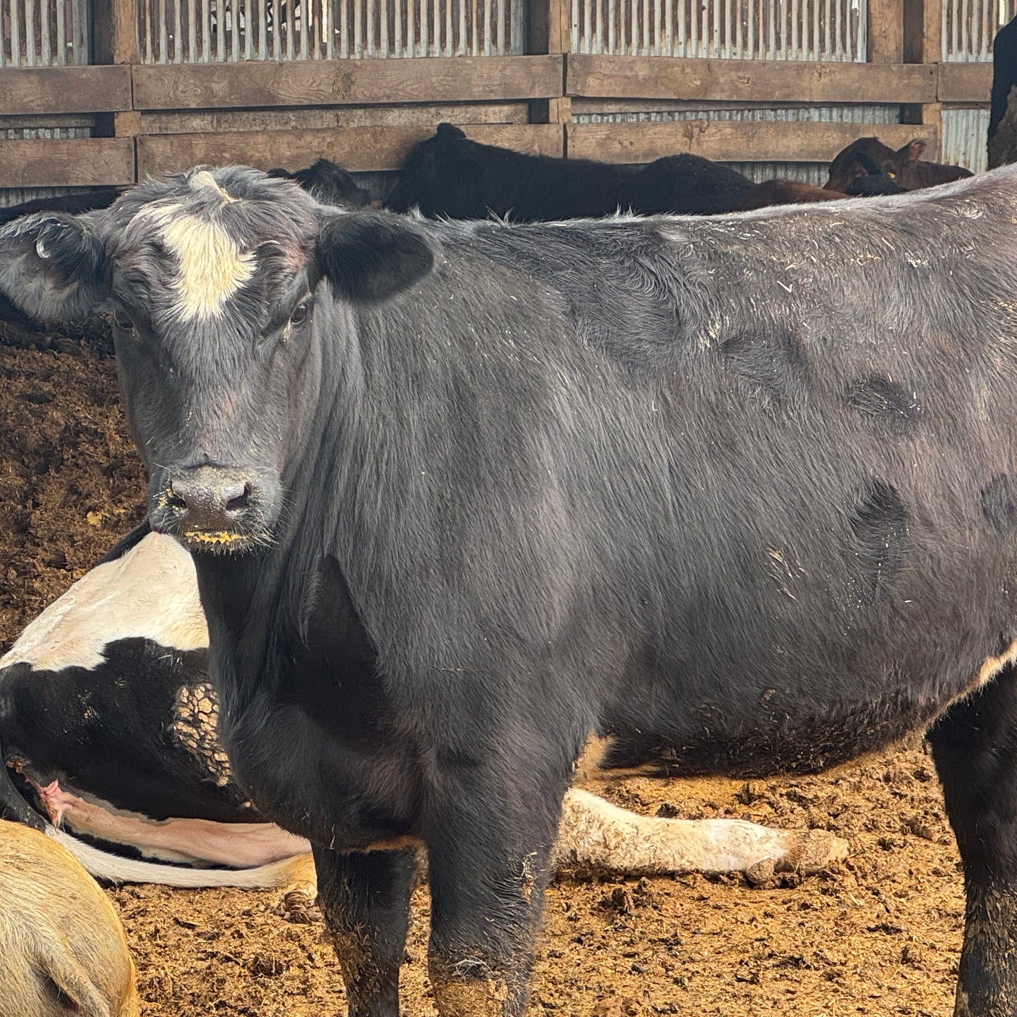 1/8 Beef