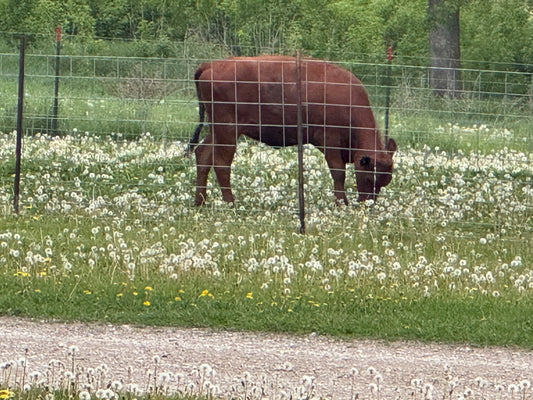 Grass Fed 1/4 Beef