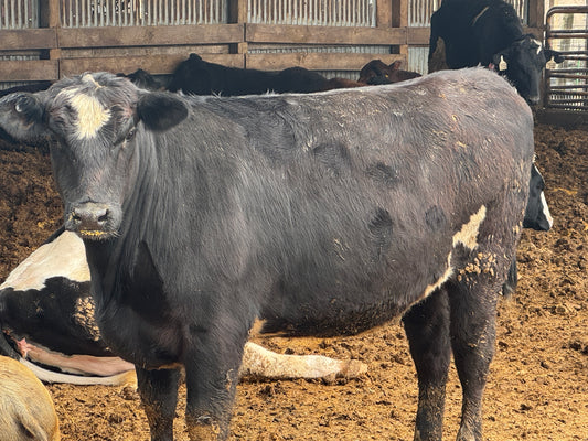 1/8 Beef