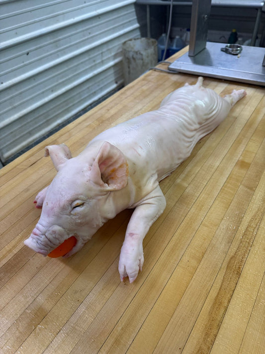 Ready to Roast 15 Pound Pig